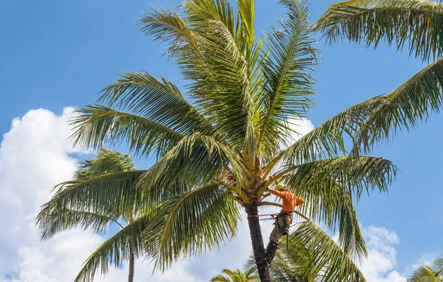 Palm tree being serviced against a blue sky