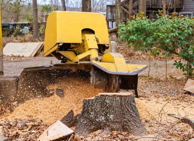 Yellow stump grinder removing a tree stump